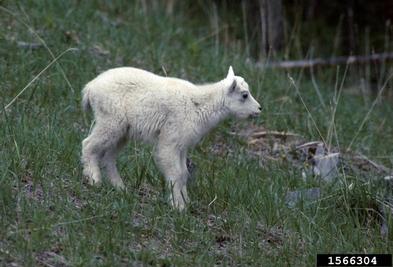 mountain goat, Oreamnos americanus  (Artiodactyla: Bovidae) - 1566304