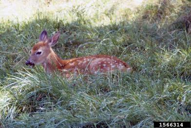 white-tailed deer, Odocoileus virginianus  (Artiodactyla: Cervidae) - 1566314