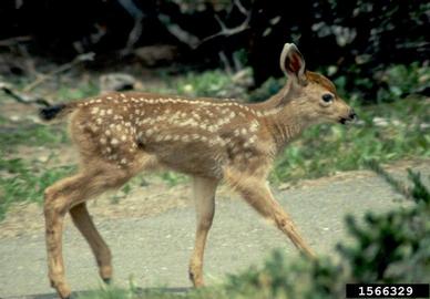 mule deer, Odocoileus hemionus  (Artiodactyla: Cervidae) - 1566329