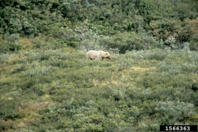 grizzly bear, Ursus arctos  (Carnivora: Ursidae) - 1566363