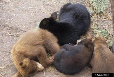 black bear, Ursus americanus  (Carnivora: Ursidae) - 1566383