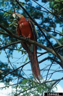 scarlet macaw, Ara macao  (Psittaciformes: Psittacidae) - 1566461