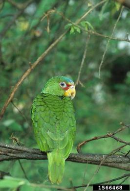 Red-tailed Parrot, Amazona brasiliensis  (Psittaciformes: Psittacidae) - 1566468