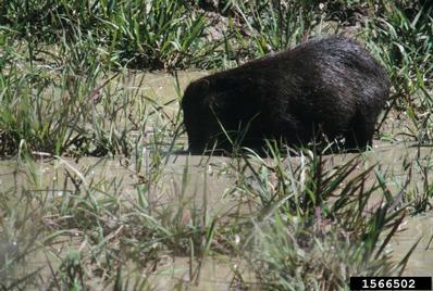white-lipped peccary, Tayassu pecari  (Artiodactyla: Tayassuidae) - 1566502