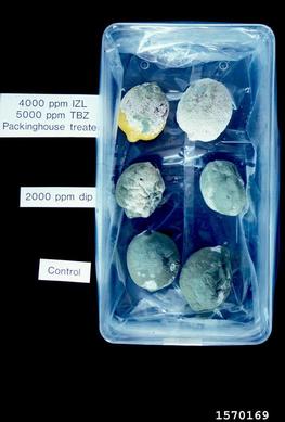 green mold (Penicillium digitatum ) on lemon (Citrus x limon ) - 1570169