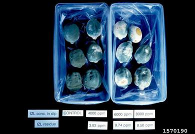 green mold (Penicillium digitatum ) on lemon (Citrus x limon ) - 1570190
