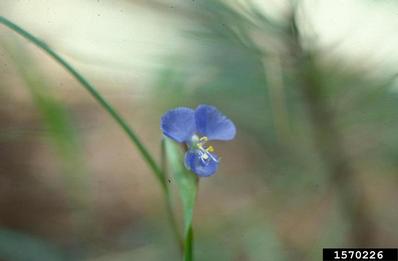 spiderwort, Tradescantia spp.  (Commelinales: Commelinaceae) - 1570226