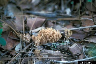 Ramaria fungi, Ramaria spp.  (Phallales: Gomphaceae) - 1570257