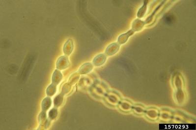 brown rot, Monilinia fructicola  (Helotiales: Sclerotiniaceae) - 1570293