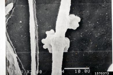 powdery mildew (Oidium spp. ) on spindletree (Euonymus spp. ) - 1570373