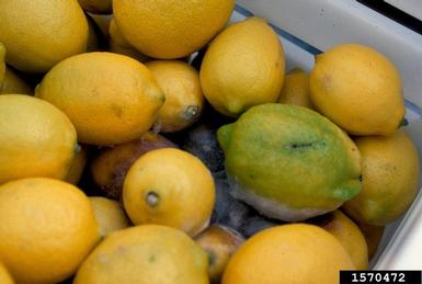 lemon (Citrus x limon ) on lemon (Citrus x limon ) - 1570472