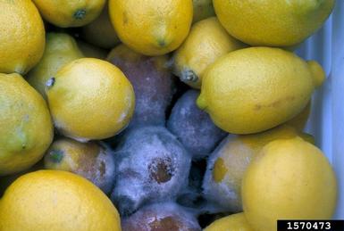 gray mold (Botrytis cinerea ) on lemon (Citrus x limon ) - 1570473