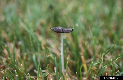 inky cap, Coprinus spp.  (Agaricales: Coprinaceae) - 1570482