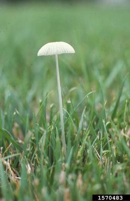 inky cap, Coprinus spp.  (Agaricales: Coprinaceae) - 1570483