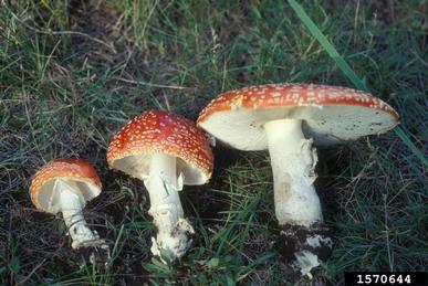 fly agaric, Amanita muscaria  (Agaricales: Amanitaceae) - 1570644