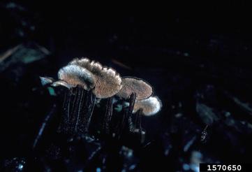 ear pick fungus, Auriscalpium vulgare  (Russulales: Auriscalpiaceae) - 1570650