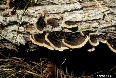 turkey tail, Trametes versicolor  (Polyporales: Polyporaceae) - 1570674