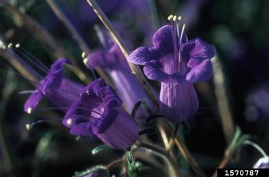 Canterbury bells, Campanula medium  (Campanulales: Campanulaceae) - 1570787