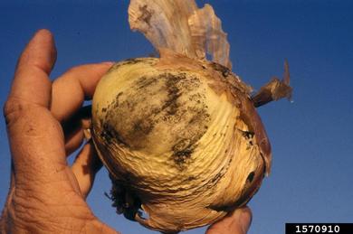 Aspergillus fungi (Aspergillus spp. ) on garden onion (Allium cepa ) - 1570910