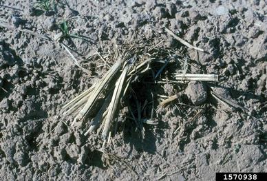 allelopathy,    (Abiotic: Other abiotic damage) - 1570938