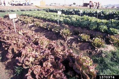 lettuce, Lactuca spp.  (Asterales: Asteraceae) - 1570974