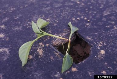sunscald (  ) on sweet pepper (Capsicum annuum ) - 1570992
