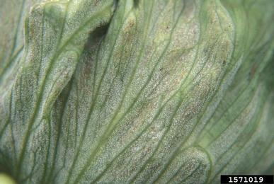 downy mildew (Bremia lactucae ) on lettuce (Lactuca sativa ) - 1571019