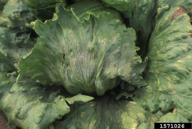 downy mildew (Bremia lactucae ) on lettuce (Lactuca sativa ) - 1571026