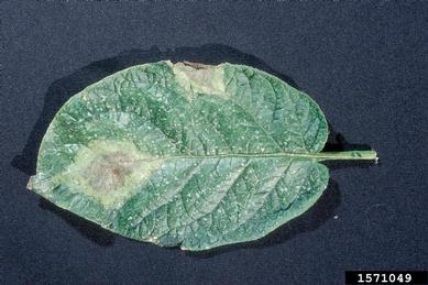 late blight (Phytophthora infestans ) on potato (Solanum tuberosum ) - 1571049