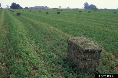 alfalfa, Medicago sativa  (Fabales: Fabaceae (Leguminosae)) - 1571099