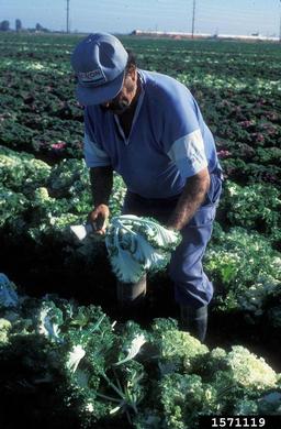 cabbage collards and kale, Brassica oleracea  (Capparales: Brassicaceae) - 1571119