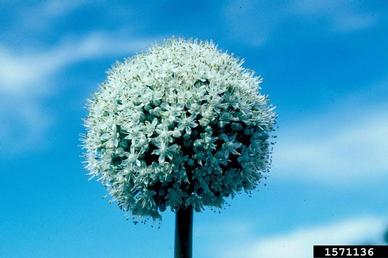 garden onion, Allium cepa  (Liliales: Liliaceae) - 1571136