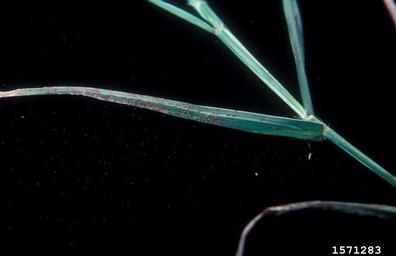 rust (Puccinia cynodontis ) on bermudagrass (Cynodon dactylon ) - 1571283