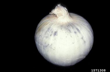 black mold (Aspergillus niger ) on garden onion (Allium cepa ) - 1571308