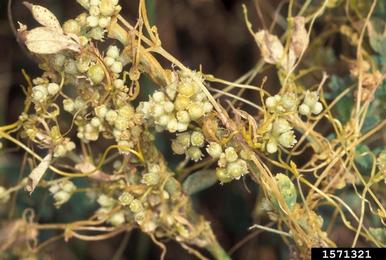 dodder (Cuscuta spp. ) on alfalfa (Medicago sativa ) - 1571321