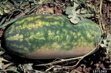 watermelon, Citrullus lanatus  (Violales: Cucurbitaceae) - 1571363