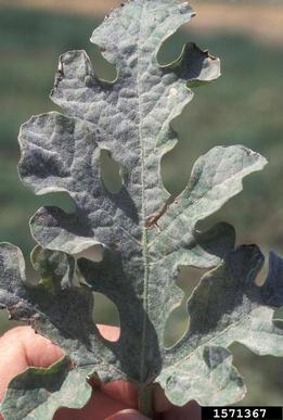powdery mildew (Podosphaera xanthii ) on watermelon (Citrullus lanatus ) - 1571367