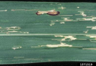 Stewart's wilt (Pantoea stewartii ) on sudangrass (Sorghum bicolor ssp. drummondii) - 1571519