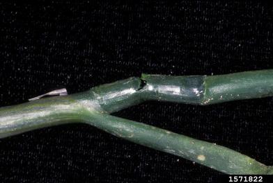 pesticides on onions (Allium spp. ) - 1571822