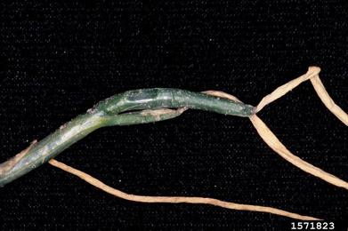 pesticides on onions (Allium spp. ) - 1571823
