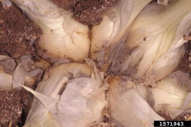 botrytis rot (Botrytis allii ) on onions (Allium spp. ) - 1571943