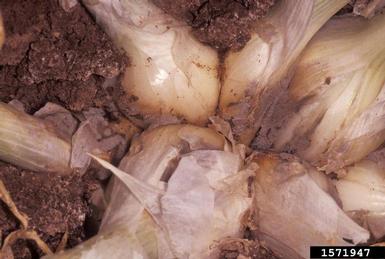 botrytis rot (Botrytis allii ) on onions (Allium spp. ) - 1571947