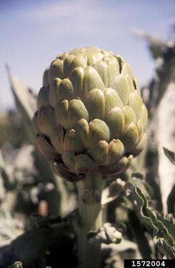 artichoke, Cynara scolymus  (Asterales: Asteraceae) - 1572004