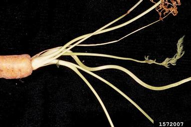 2,4-D (  ) on carrot (Daucus carota ssp. sativus) - 1572007