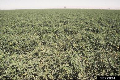 tomato, Lycopersicon esculentum  (Solanales: Solanaceae) - 1572034