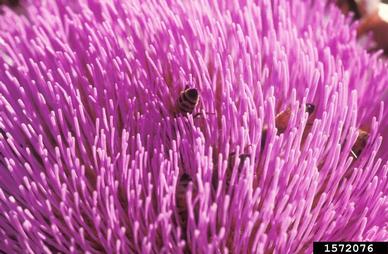 honey bee (Apis mellifera ) on artichoke (Cynara scolymus ) - 1572076