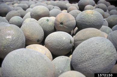 melon, Cucumis melo  (Violales: Cucurbitaceae) - 1572150