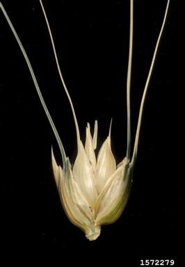 wheat, Triticum spp.  (Cyperales: Poaceae) - 1572279