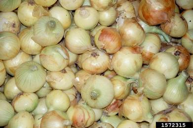 garden onion, Allium cepa  (Liliales: Liliaceae) - 1572315