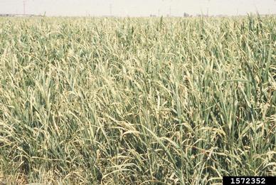 sudangrass, Sorghum bicolor ssp. drummondii (Cyperales: Poaceae) - 1572352